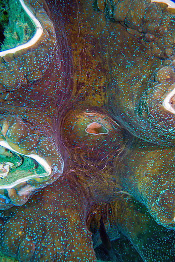 Abstract, Coral, Macro, Point, Points, Reef HD phone wallpaper