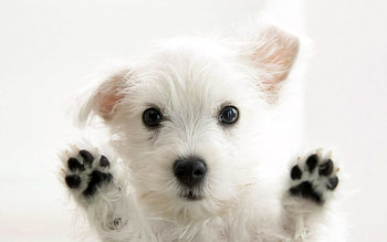 Aidi dog, 5100 , Wide variety HD wallpaper