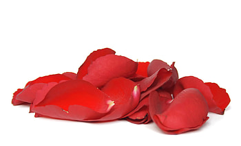 red rose petals, rose, romantic, petals, red HD wallpaper