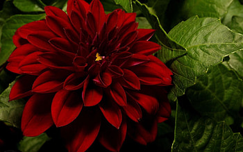 Flowers, Leaves, Close-Up, Dahlia HD wallpaper