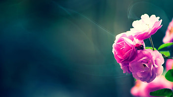 Full p Flowers , Backgrounds , Flower ) HD wallpaper