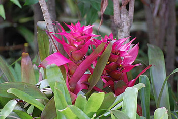 Pretty in Pink, colorful, pink, exotic, flower HD wallpaper