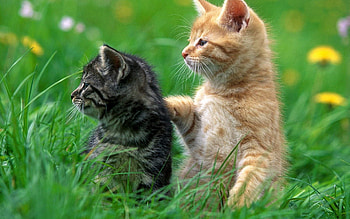Animals, Grass, Couple, Pair, Care, Mindfulness, Attentiveness, Kittens HD wallpaper