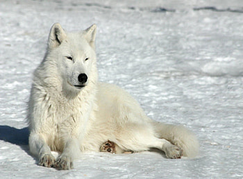 Animals, Winter, Snow, To Lie Down, Lie, Wolf HD wallpaper