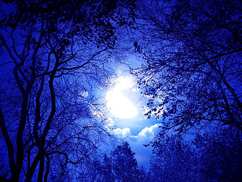 Blue Moonlight Through Trees, blue, trees, moonlights, sky, nature HD wallpaper