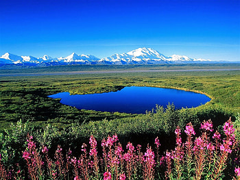 little lake, blue, flowers, Alaska, pond HD wallpaper