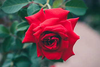 Bush, Flower, Macro, Rose Flower, Rose, Bud HD wallpaper