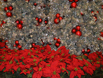 Christmas decoration at the Mall, decoration, graphy, green, red, silver, poinsettias HD wallpaper