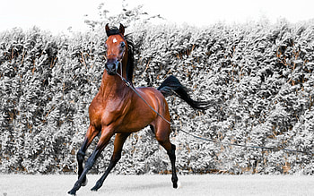 Animals, Horse, Run, Running, Harness HD wallpaper