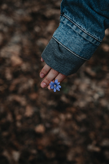 Flowers, Flower, Hand, Bloom, Flowering HD phone wallpaper