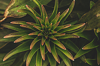 Tropical plant, leaf HD wallpaper