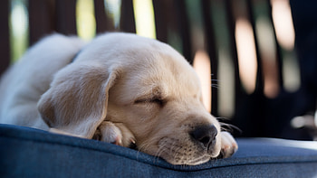 Labrador Retriever, Lovable furry friend, Playful personality, Devoted companion HD wallpaper