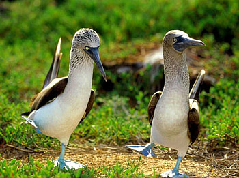 Blue Feet, blue, birds, , feet, cool HD wallpaper