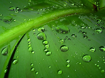 Green Water Drops, nature, flowers HD wallpaper