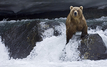 Untamed wilderness, Powerful omnivore, Natural habitat, Animal kingdom HD wallpaper