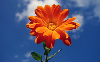 Sky, Clouds, Flower, Macro HD wallpaper