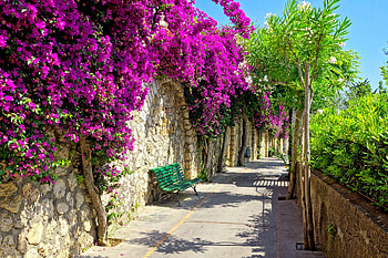 Capri, peninsula, vacation, bench, Sorrento, Tyrrhenian Sea, beautiful, Camoania, summer, Italia, view, flowers HD wallpaper