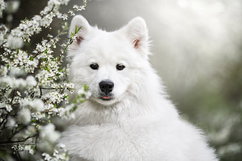 Samoyed, animal, dog, woof HD wallpaper
