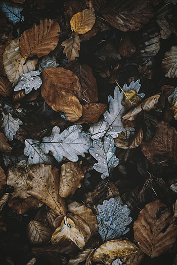 Nature, Autumn, Leaves, Foliage, Dry HD phone wallpaper