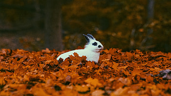 Hare in autumn landscape, / , Serene nature, Stunning graphy HD wallpaper