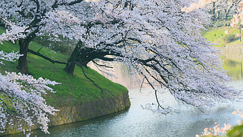 Leaning tree, Riverside, laptop, full HD wallpaper