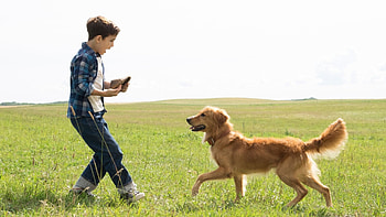 A Dog's Purpose, Unconditional love, Heartwarming moments, Canine companions HD wallpaper