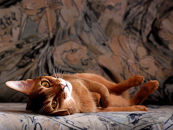 Animals, Cat, Young, To Lie Down, Lie, Relaxation, Rest HD wallpaper