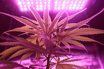 Close-up of a cannabis plant illuminated by purple LED lights emphasizing its texture and growth. HD wallpaper