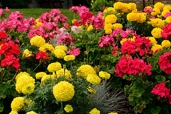 oh so so colorful, amazing colors, summer colors, colorful flowers, pretty colors HD wallpaper