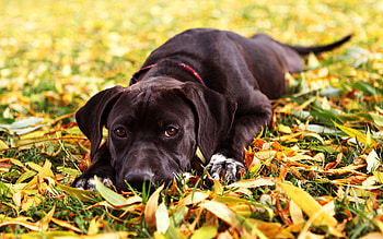 Animals, Grass, To Lie Down, Lie, Dog, Muzzle, Retriever HD wallpaper