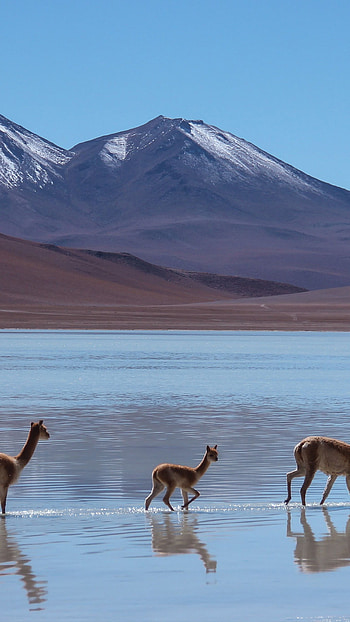 lama Laguna Blanca Bolivia, Mountains animals HD phone wallpaper