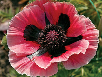 Oriental Poppy Flower, pink, pretty, poppy, flower HD wallpaper