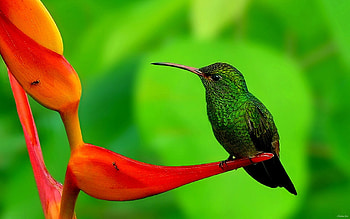 Rufous-tailed, Hummingbirds HD wallpaper