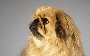 Animals, Dogs, Pekingese HD wallpaper