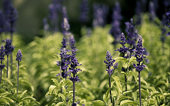 Flowers, Sage (Herb) HD wallpaper