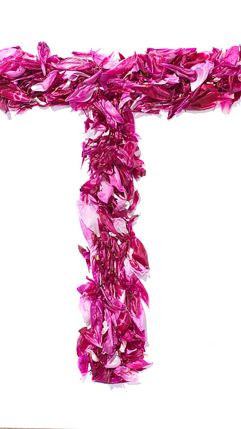 T Letter, Pink Word HD phone wallpaper