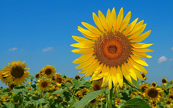 Nature, Flowers, Sunflowers, Sky, Summer, Field HD wallpaper