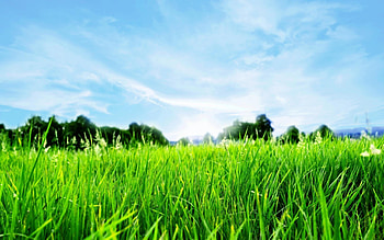 Green grass, Fresh and vibrant, Nature's carpet, Botanical beauty HD wallpaper