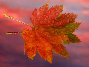 Plants, Leaves HD wallpaper