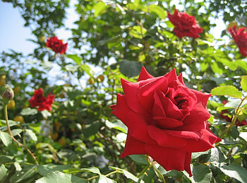 Flowers, Roses, Summer, Close-Up, Garden, Sunny HD wallpaper
