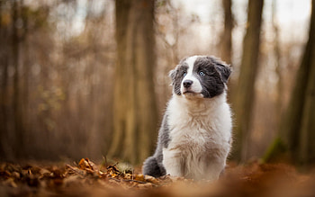 Animals, Trees, Autumn, Dog, Blur, Smooth HD wallpaper