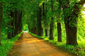 Green forest road, Road, Nature, Forest, Trees HD wallpaper