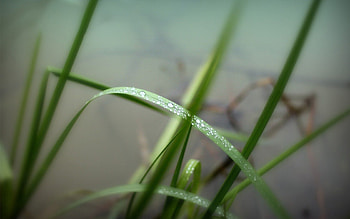 Water, Grass, Drops, Macro, Greens HD wallpaper
