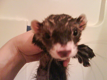 Abby the Ferret, wet, animals, cute, ferret, ferrets HD wallpaper
