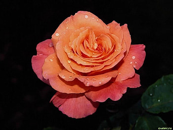 Love and Delicacy, Impressive, Beautiful, Fabulous, Petals, Rose HD wallpaper