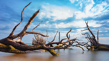 Remains scatter along the shore at Bonyard Beach, Florida, sea, clouds, sky, usa HD wallpaper