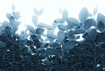 Plants, Leaves, Macro, Branches, Stems HD wallpaper