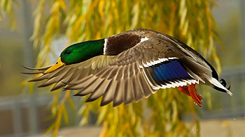 Mallard duck in flight, , Mobile and computer screens, High resolution HD wallpaper