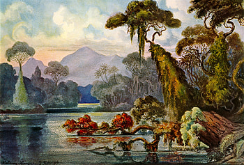 Art, Jungle, Ernst Haeckel, Ernst Heckel, Ceylon, Lithography HD wallpaper