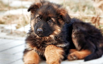 German Shepherd, pup, watcog, resting, snow, young HD wallpaper